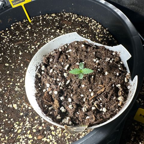 Medusa F1 P growlog timeline photo