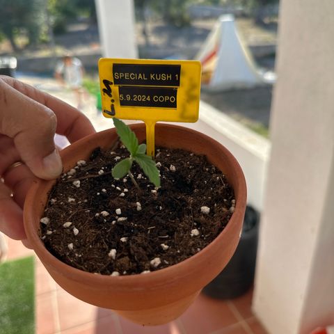Special Kush 1 C growlog timeline photo