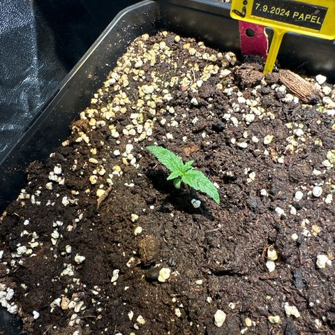 Speedy Chile 2P growlog timeline photo