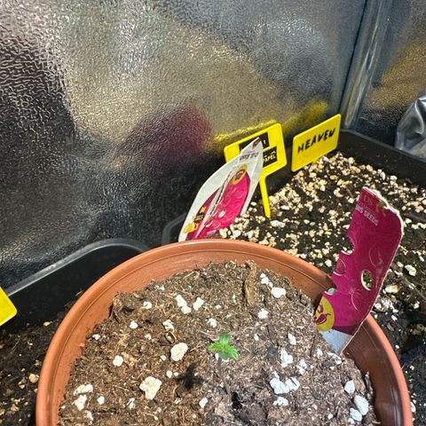 Speedy Chile 1C growlog timeline photo