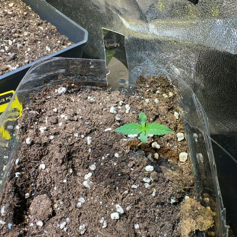 Medusa F1/2 PC growlog timeline photo