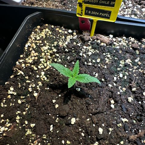 Speedy Chile 2P growlog timeline photo