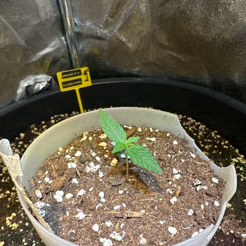 Medusa F1 P growlog timeline photo