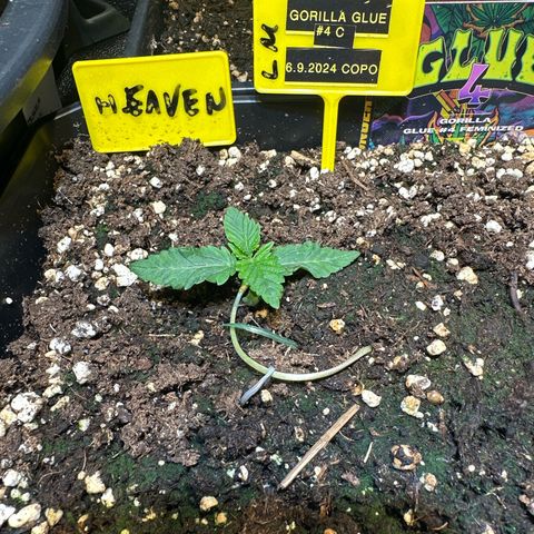 Gorilla Glue #4 C growlog timeline photo