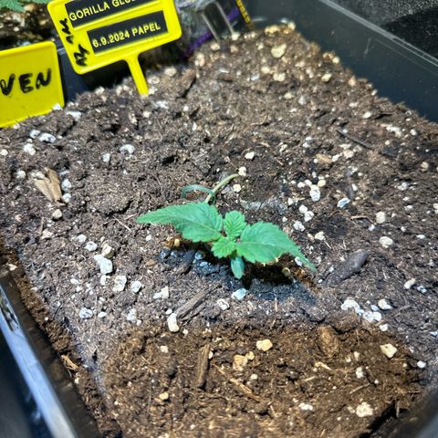 Gorilla Glue #4 P growlog timeline photo
