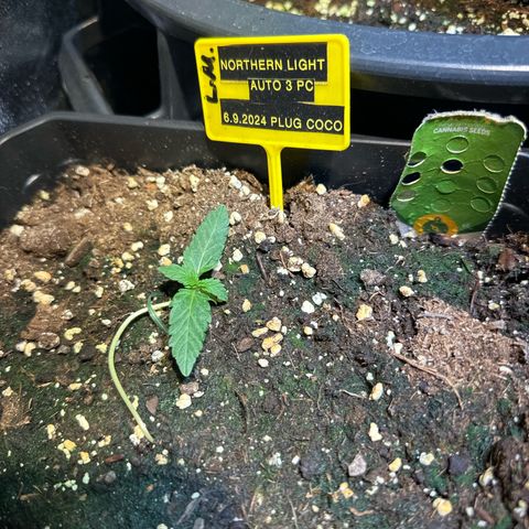 Northern Light Auto 3 PC growlog timeline photo