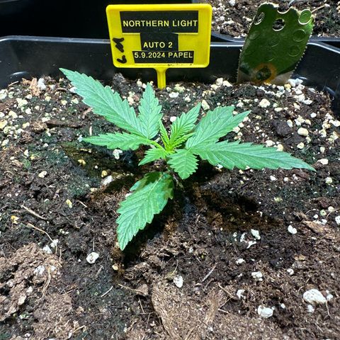 Northern Lights Auto 2 P growlog timeline photo