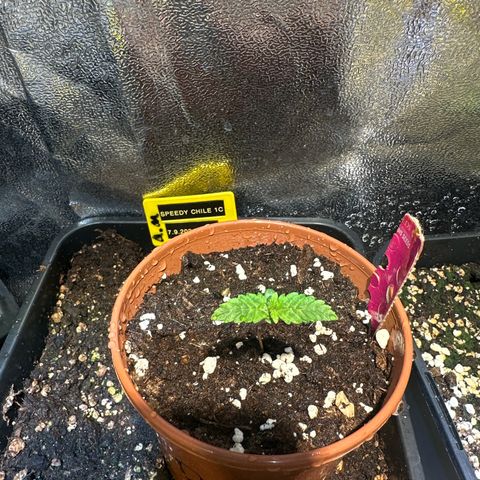 Speedy Chile 1C growlog timeline photo