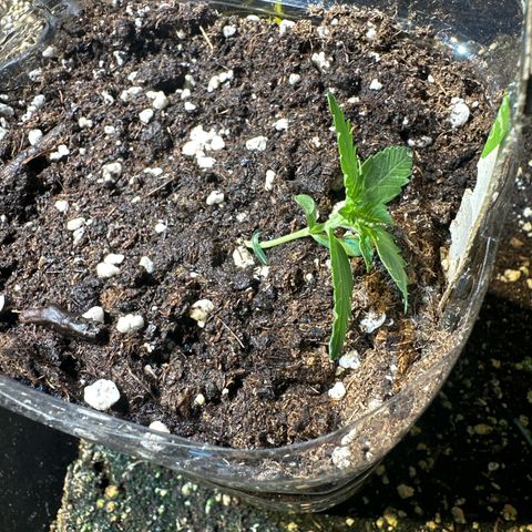 Medusa F1/2 PC growlog timeline photo