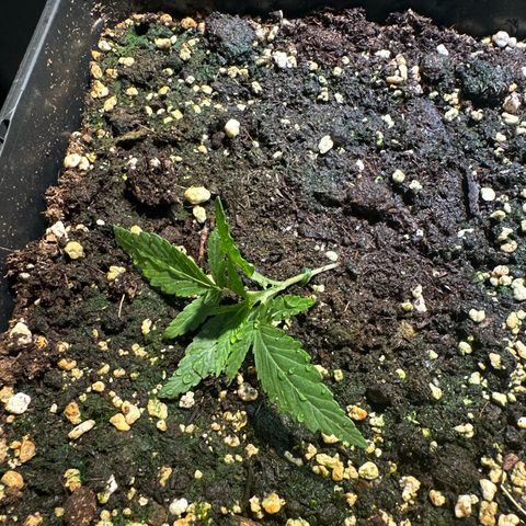 Speedy Chile 2P growlog timeline photo