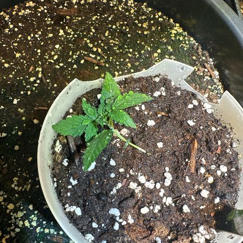 Medusa F1 P growlog timeline photo