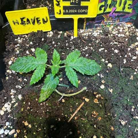 Gorilla Glue #4 C growlog timeline photo