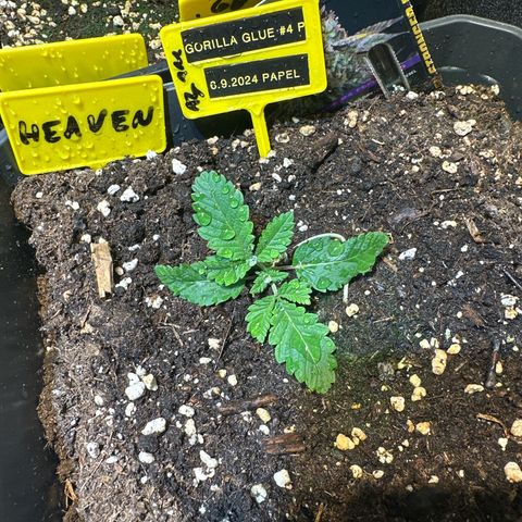 Gorilla Glue #4 P growlog timeline photo