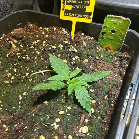 Northern Light Auto 3 PC growlog timeline photo