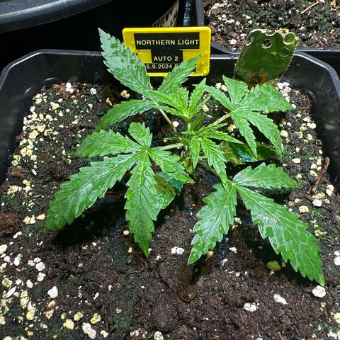 Northern Lights Auto 2 P growlog timeline photo