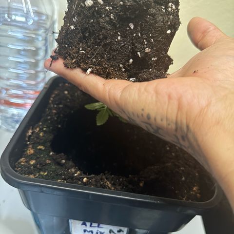 Speedy Chile 1C growlog timeline photo