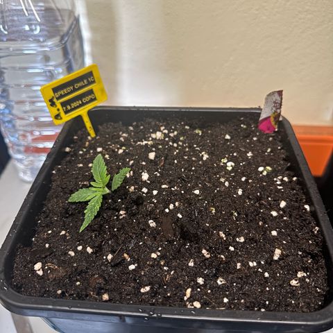 Speedy Chile 1C growlog timeline photo