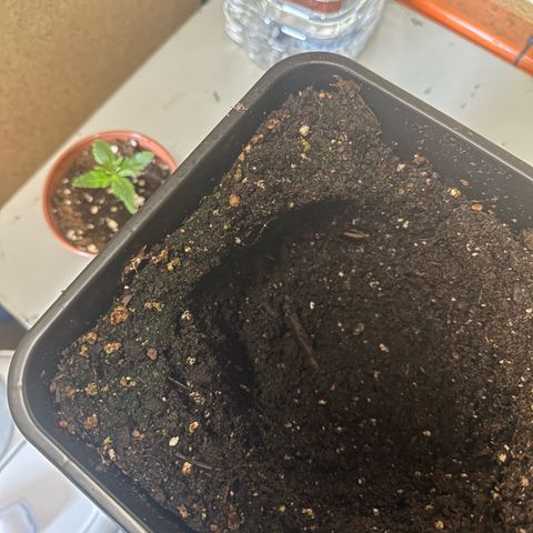 Speedy Chile 1C growlog timeline photo