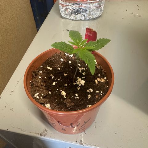 Speedy Chile 1C growlog timeline photo