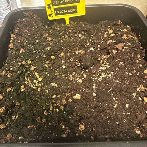 Speedy Chile 1C growlog timeline photo