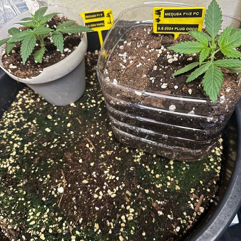 Medusa F1 P growlog timeline photo
