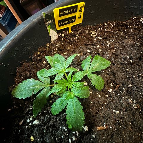 Medusa F1 P growlog timeline photo