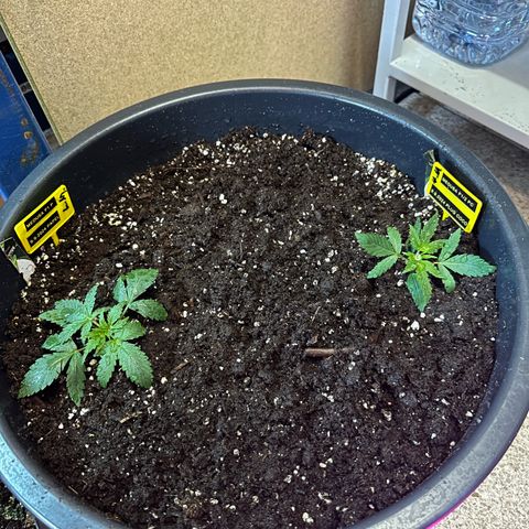 Medusa F1 P growlog timeline photo