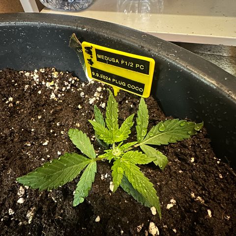Medusa F1/2 PC growlog timeline photo
