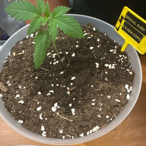 Special Kush 1 C growlog timeline photo