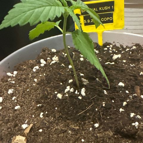 Special Kush 1 C growlog timeline photo