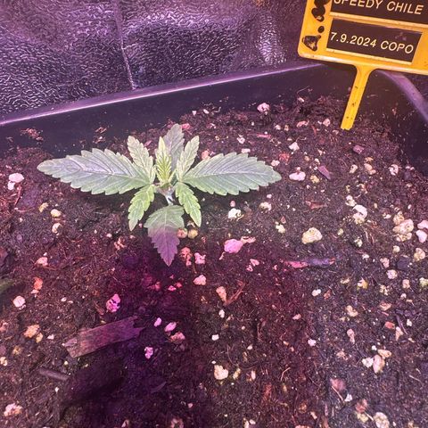 Speedy Chile 1C growlog timeline photo