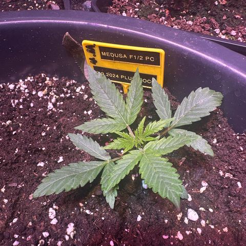 Medusa F1/2 PC growlog timeline photo