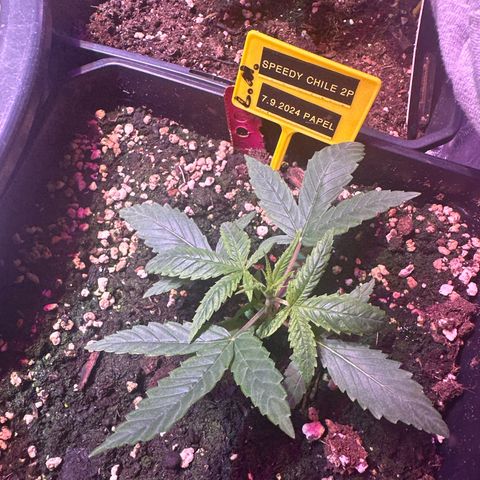 Speedy Chile 2P growlog timeline photo