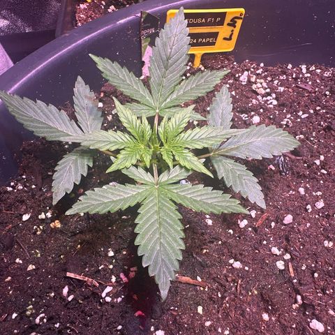 Medusa F1 P growlog timeline photo