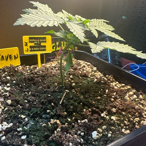 Gorilla Glue #4 C growlog timeline photo