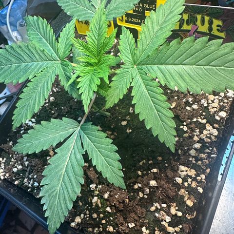Gorilla Glue #4 C growlog timeline photo