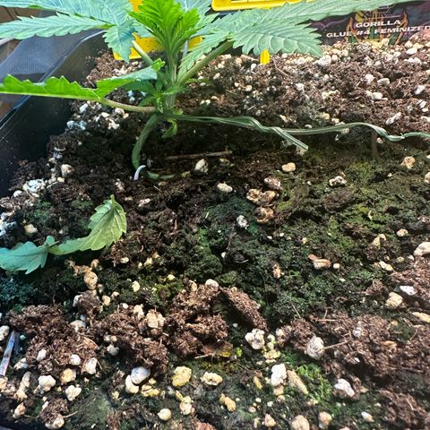 Gorilla Glue #4 C growlog timeline photo