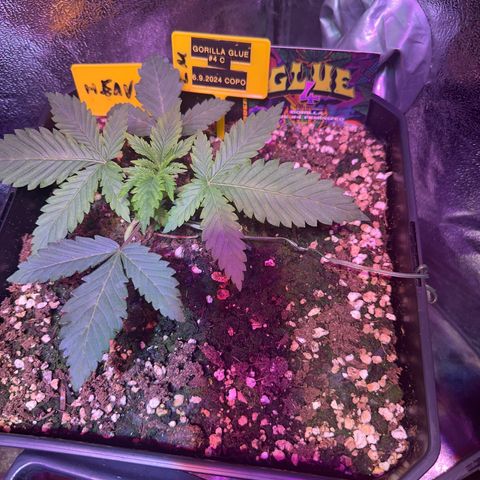 Gorilla Glue #4 C growlog timeline photo