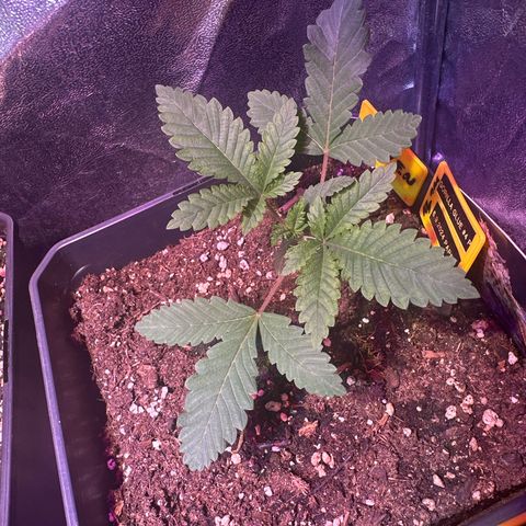 Gorilla Glue #4 P growlog timeline photo