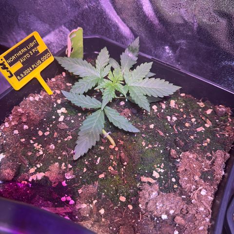 Northern Light Auto 3 PC growlog timeline photo