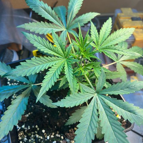 Northern Lights Auto 2 P growlog timeline photo