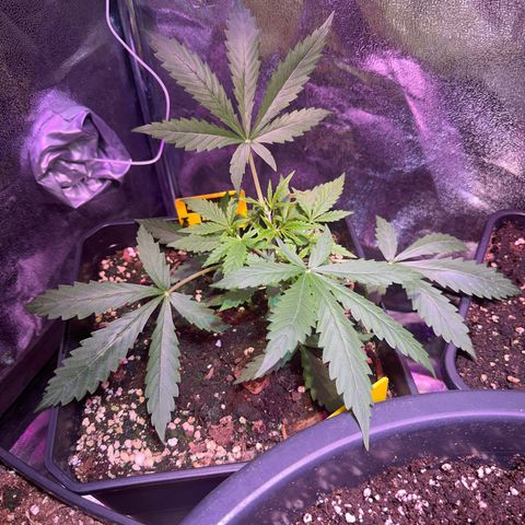 Northern Lights Auto 2 P growlog timeline photo