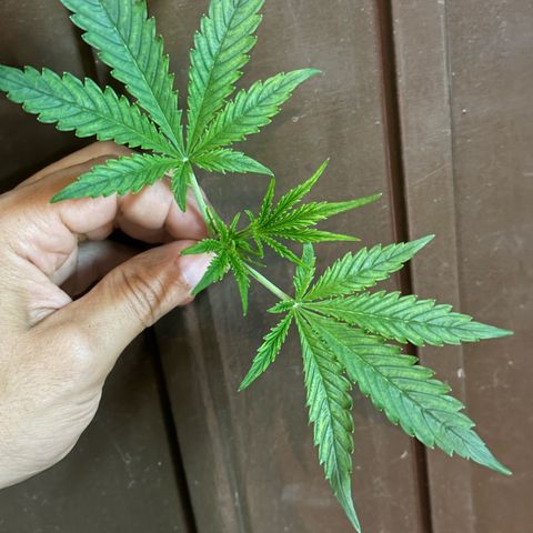 Northern Lights Auto 2 P growlog timeline photo