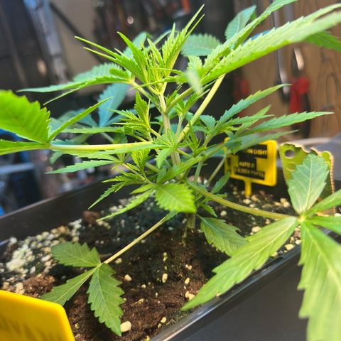 Northern Lights Auto 2 P growlog timeline photo