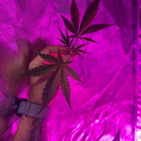 Northern Lights Auto 2 P growlog timeline photo