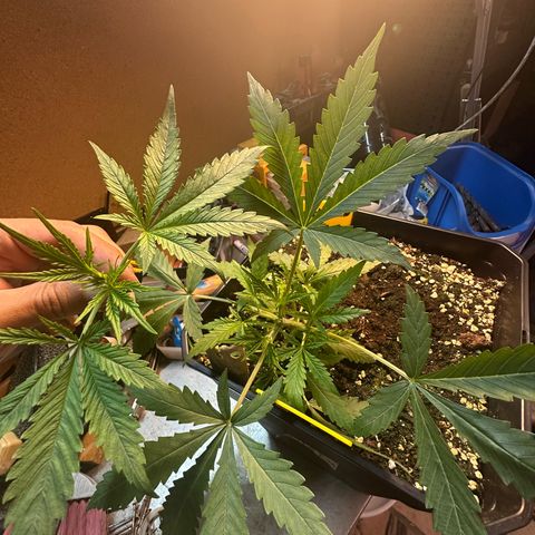 Northern Lights Auto 2 P growlog timeline photo