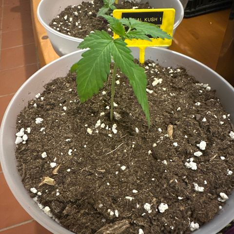 Special Kush 1 C growlog timeline photo