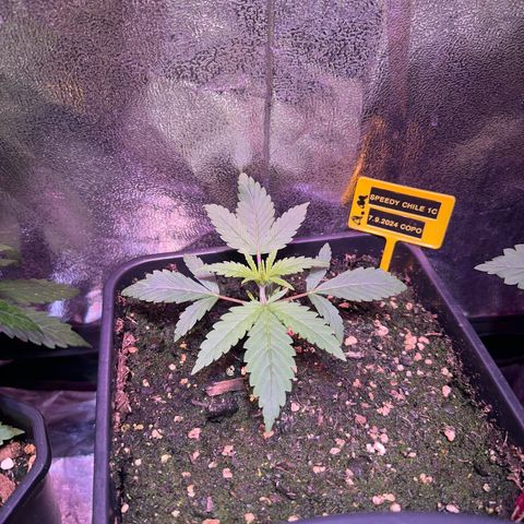 Speedy Chile 1C growlog timeline photo