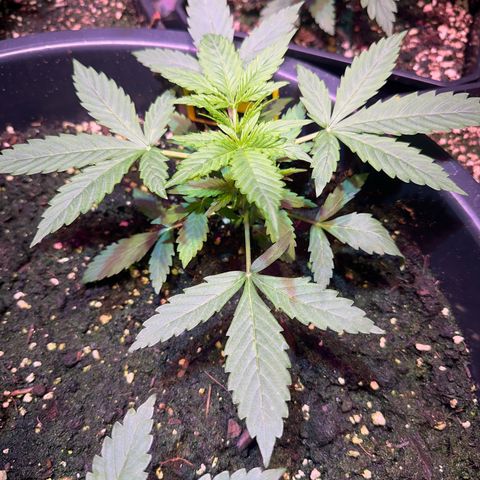 Medusa F1/2 PC growlog timeline photo