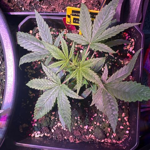 Speedy Chile 2P growlog timeline photo